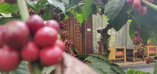 Villa Rai Cottage @ Coorg ,suntikoppa