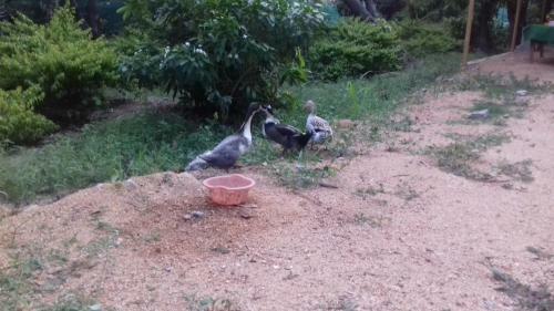 Hotel Wego Garden- Budget Rooms