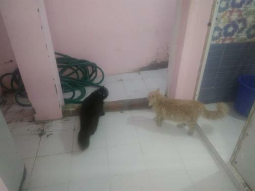 Terrace Camp Srirangam