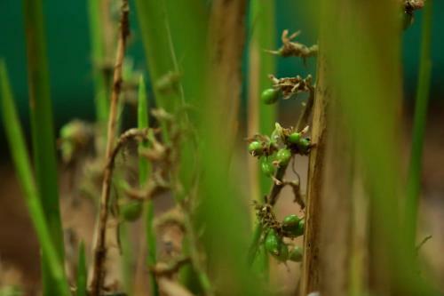 Hotel Lee Wood Villas