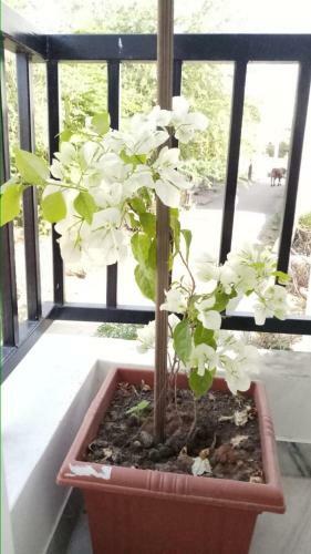 Rajpura House - Private 1st Floor