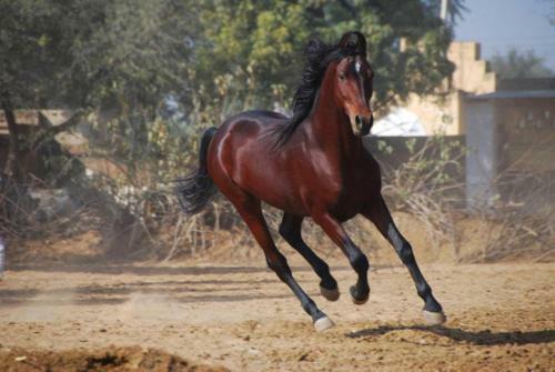 Hotel Gazebo Inn Resort Udaipur