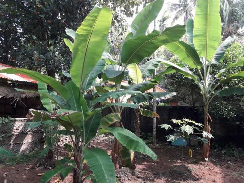 Archana Beach Homestay Varkala