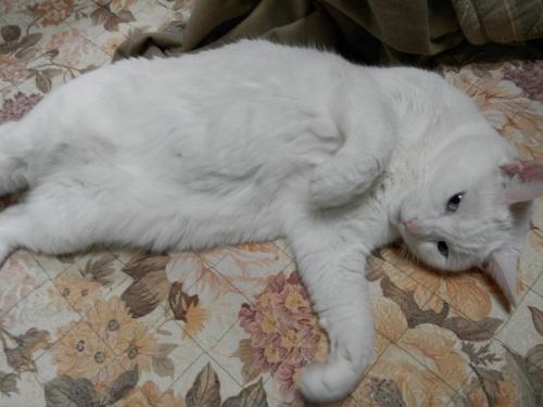 Bed & Breakfast Natural House Pure 21