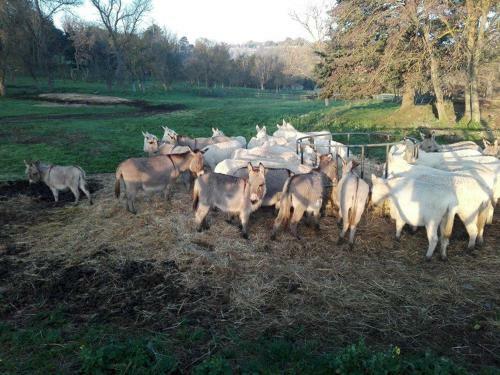 Apartamento Serranello Azienda Agricola