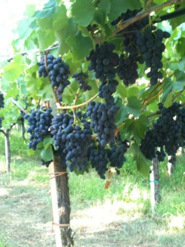 Apartamento Serranello Azienda Agricola