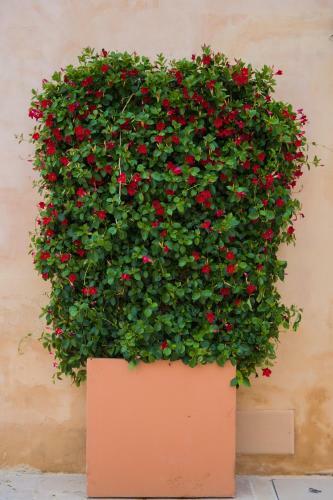 Hostal Masseria Casina Bellanova