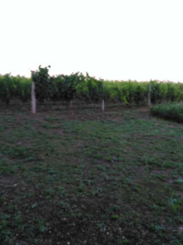 Agroturismo Agriturismo Uliveto Gretacci