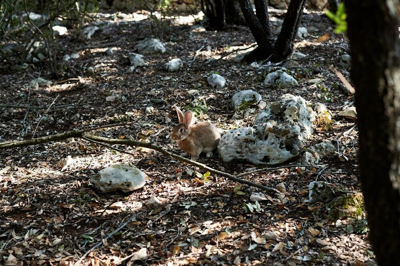 Bed & Breakfast Masseria Grieco