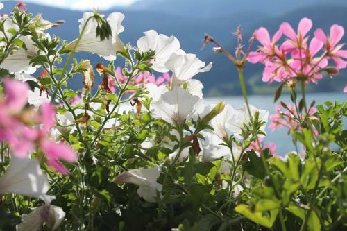 Bed & Breakfast Residence Garni Alpenstern