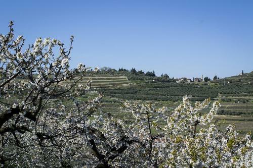 Hostal Villa Di Cazzano - Bioluxury Living