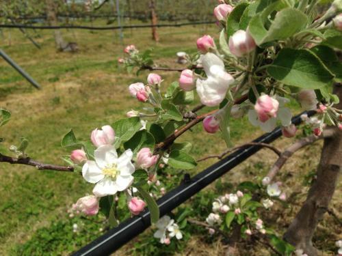 Shinshu Yokoya Farm