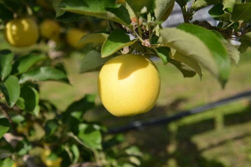 Shinshu Yokoya Farm