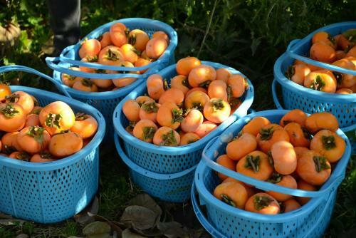 Shinshu Yokoya Farm