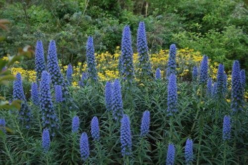 Hostal Hillside Inn Sirocco