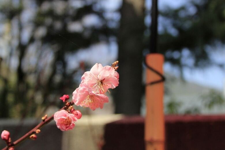 Hostal Samurai Guest House