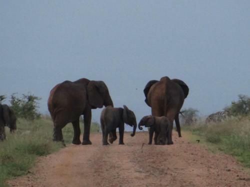 Ikweta Safari Camp