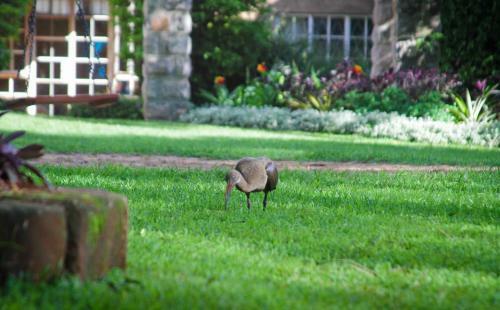 Hotel Amani Gardens Inn