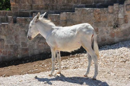 Agroturismo Masseria Le Terrazze Di Serranova