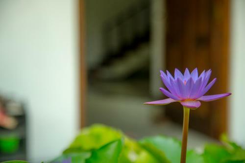 Apartamento Lotus Lodge