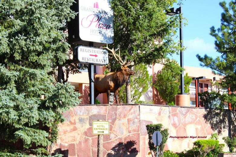 Hotel Canyon Plaza Resort
