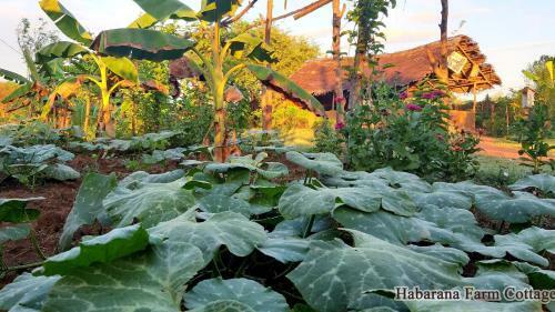 Hotel Habarana Farm Cottage