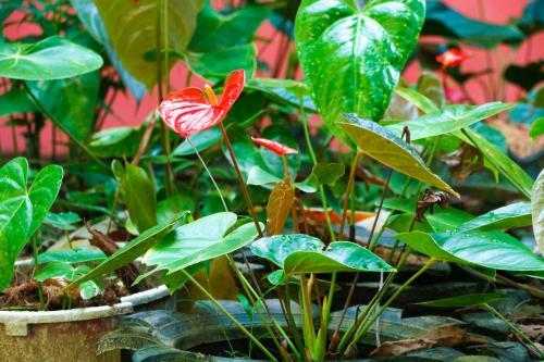 Apartamento Bogoda Bridge Rest Inn