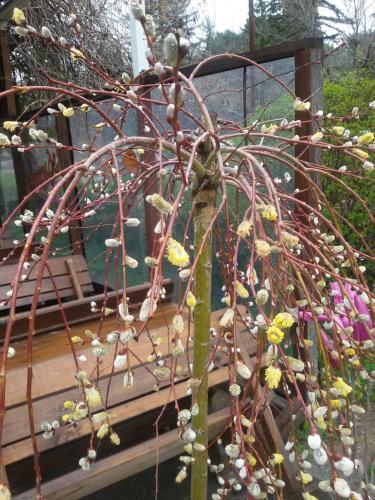 Hostal Sandanski Peak Guest Rooms