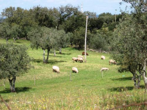 Monte Do Alentejo | Cozy Cottage