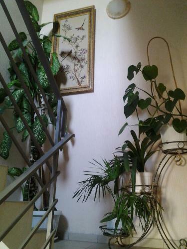 Hostal Guest House Anastasiya