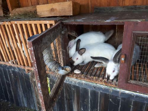 Hostal Cottage And Sauna In Baikal