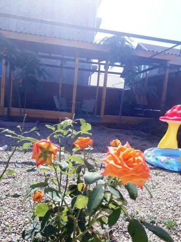 Hostal Guesthouse Chateau Zali
