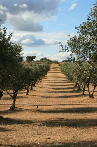 Hostal Herdade Do Monte Outeiro - Turismo Rural