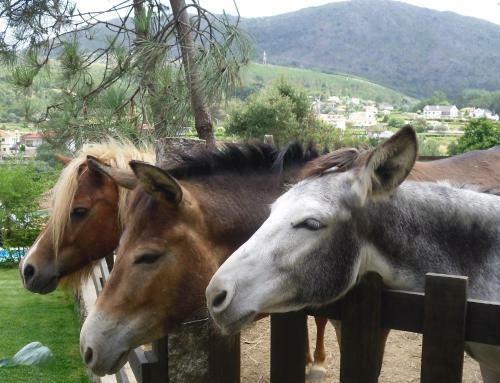 Agroturismo Quintinha D`arga