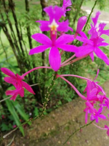 Hostal Garden Of Heliconias Lodge