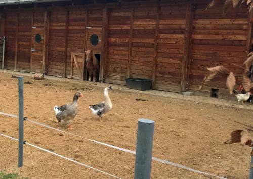 Agroturismo Farma Noe