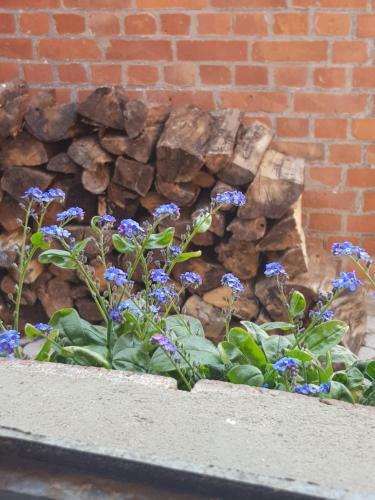 Apartamento Ferienhaus V�rn-diek