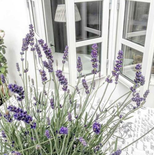 Apartamento Ferienwohnungen Bluetenzauber