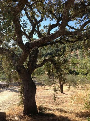 Hostal Cortijo Berruguilla Casa Rural