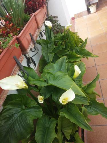 Hostal Balc�n Del Velillos-"rinc�n De Marcelo"