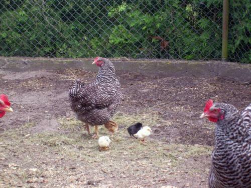 Steffis Zimmervermietung