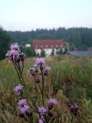 Landhotel "sumpfm�hle" Am Tharander Wald