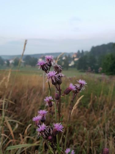 Landhotel "sumpfm�hle" Am Tharander Wald