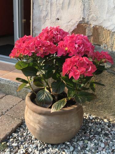 Bed & Breakfast Aloe Vera Gaardens B & B