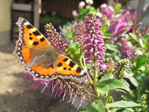 Birkende Bed And Breakfast