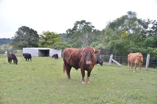 Lodge Cooroy Country Cottages