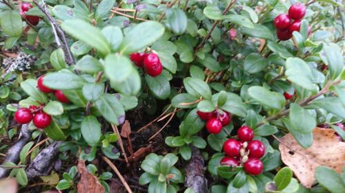 Agroturismo Maatilamatkailu Ilom�ki