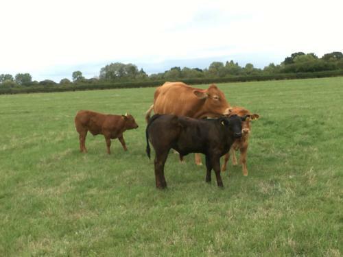 Agroturismo Weatherhead Farm