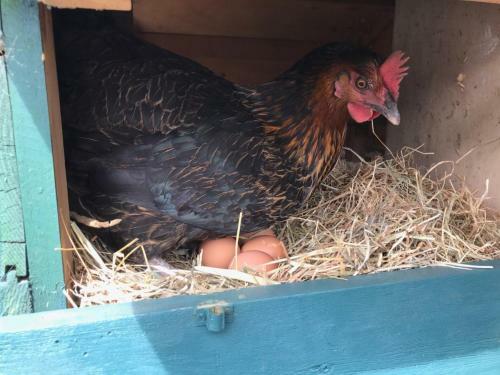 Bed & Breakfast Holywell House B & B