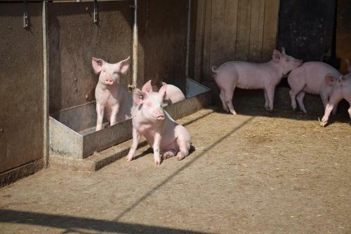 Bed & Breakfast Vorderleggiswil